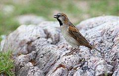 Kenya Rufous Sparrow